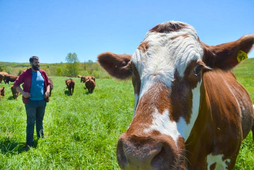 Gabe Chisholm of Antigonish County’s Ohio Valley has been switching to a pasture intensive feeding model for his herd.