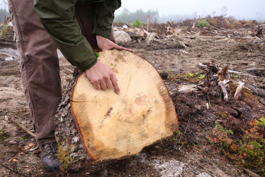 A forestry coordinator for the Ecology Action Centre shows a section of 120-year-old red spruce harvested during a 2014 clear cut.