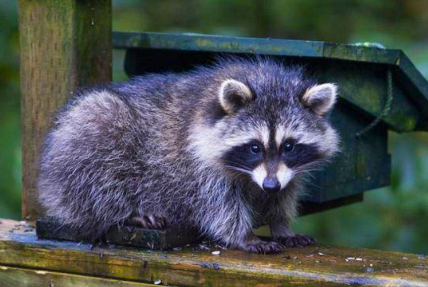 A young raccoon is seen in a Hubley backyard in 2012. RYAN TAPLIN/Chronicle Herald