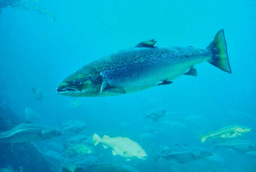 A recent study concluded that Atlantic salmon have the ability to navigate by using the Earth’s magnetic field.