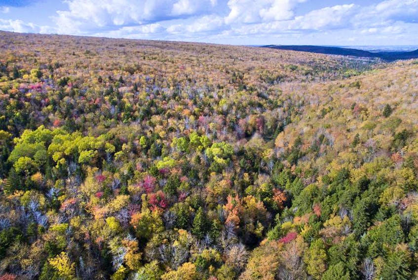 This mature sugar maple forest in Colchester County is protected land, but not all of Nova Scotia's forests are so lucky. A Soren Bondrup-Neilson writes, old-growth forests are at particularly high risk, and could contain species both undiscovered and endangered.