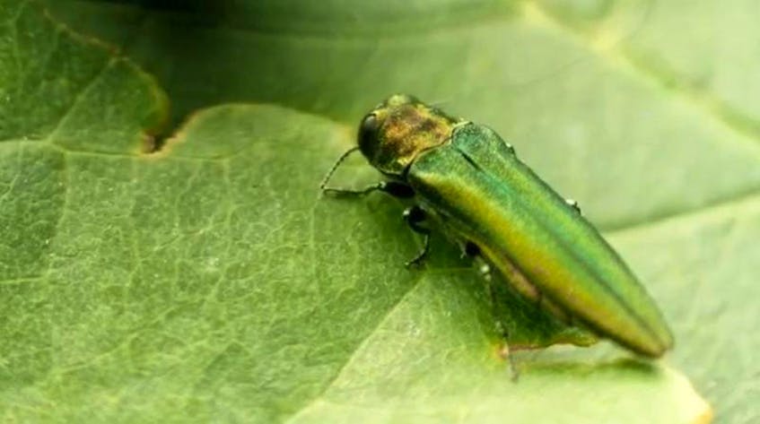 The emerald ash borer has been confirmed in Bedford, the first confirmed appearance in Nova Scotia. Currently there are no regulations in place to deal with the tree-destroying beetle. - Canadian Food Inspection Agency