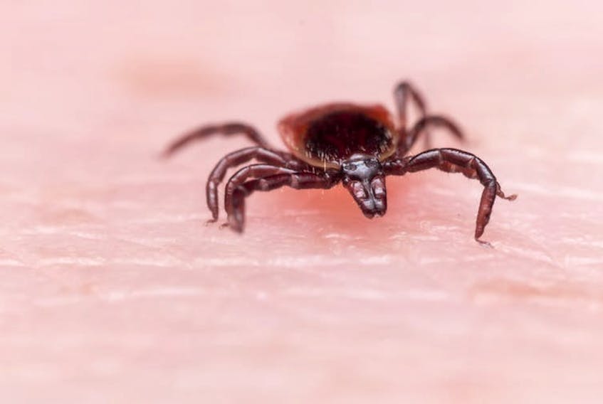 Expansion of the blacklegged and other tick populations across Canada over the last few years mean an increased risk of diseases like Lyme disease. It is wise to do a full body tick check on ourselves and our pets when we come in from the outdoors.