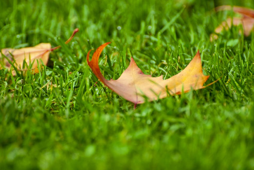 A red maple leaf on a patch of green grass.