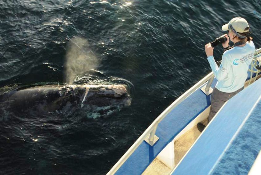 Marianna Hagbloom from the New England Aqaurium observes a right whale from a research vessel.