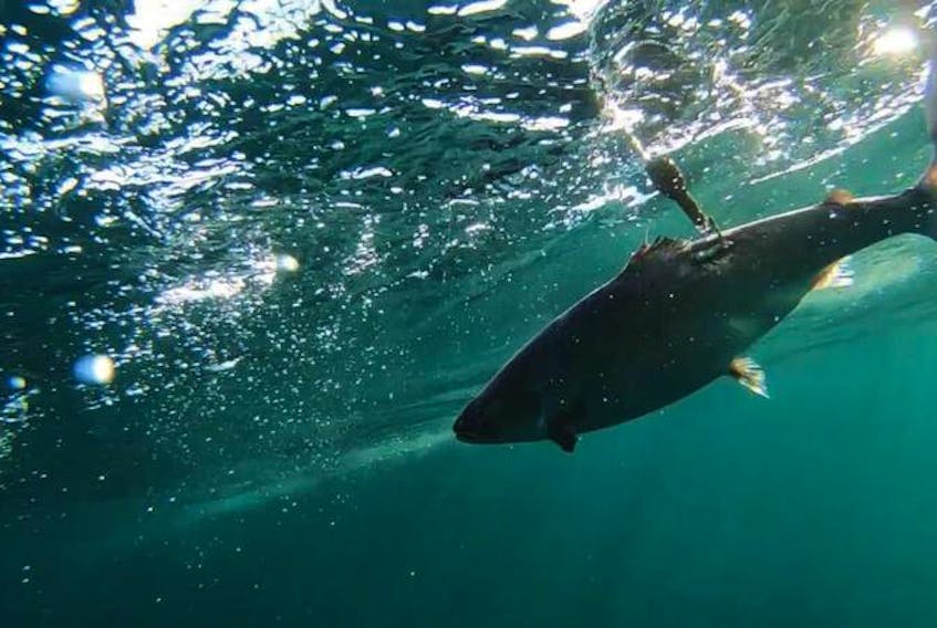 An adult salmon fitted with a ‘pop-off’ satellite tag is released near Qaqortoq, Greenland earlier this month. - Tim Sheehan
