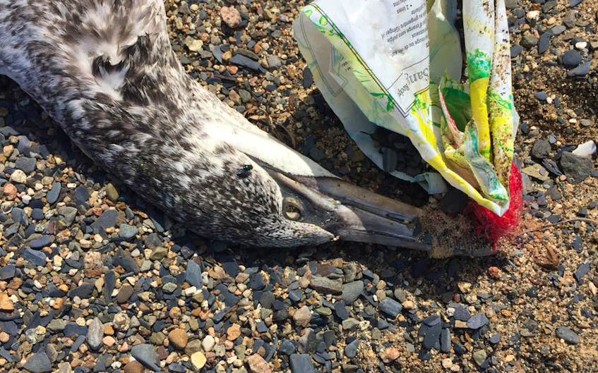 This photo from the Plastic Free Lunenburg Facebook page shows a dead gull with plastic wrapped around its beak. They say it was discovered on a Lunenburg County beach.