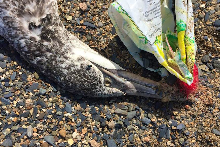 This photo from the Plastic Free Lunenburg Facebook page shows a dead gull with plastic wrapped around its beak. They say it was discovered on a Lunenburg County beach.
