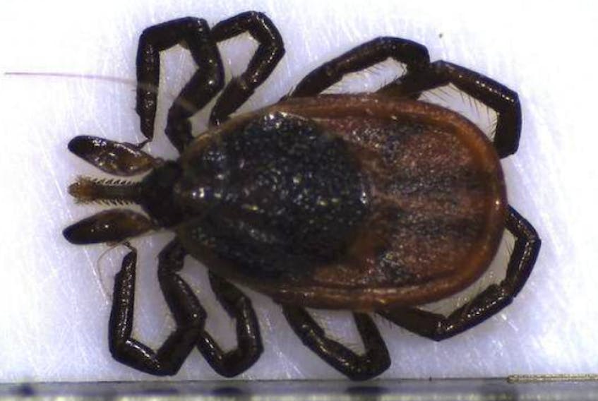 An adult female, non-engorged black legged tick.  (FILE)