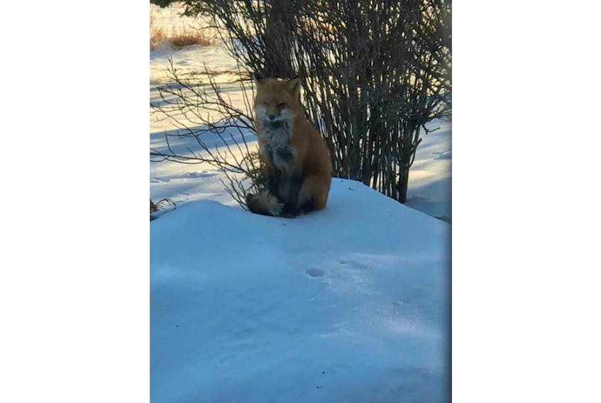 Brenda Crane refers to this sweet little fox as "Baby Girl." She's a frequent visitor to Crane's yard in George's River, Cape Breton, N.S.