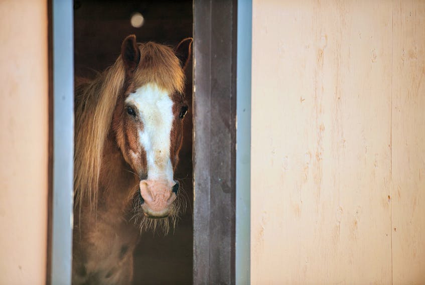 A Sable Island horse peers out from a shed at the Shubenacadie Wildlife Park on Tuesday morning.
Ryan Taplin - The Chronicle Herald