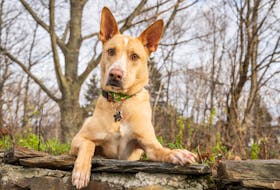 Dexter, a mixed-breed rescue from the SPCA, has his portrait taken at the Dartmouth Commons on Saturday. - Cassie Latta-Johnson