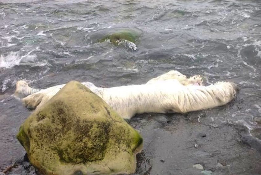 Ann Peddle came across this washed up polar bear this morning during her walk.