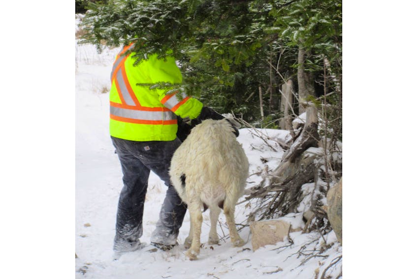 Joann Greeley stands next to the goat she rescued from a bog hole in Green's Harbour, helping the animal walk back to her owner's property.