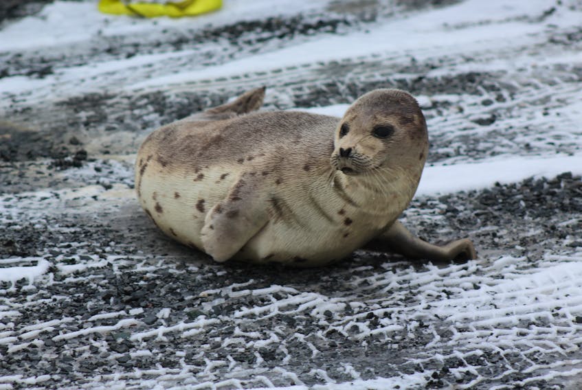 This seal found himself on the Carbonear wharf Friday afternoon, Feb. 16.