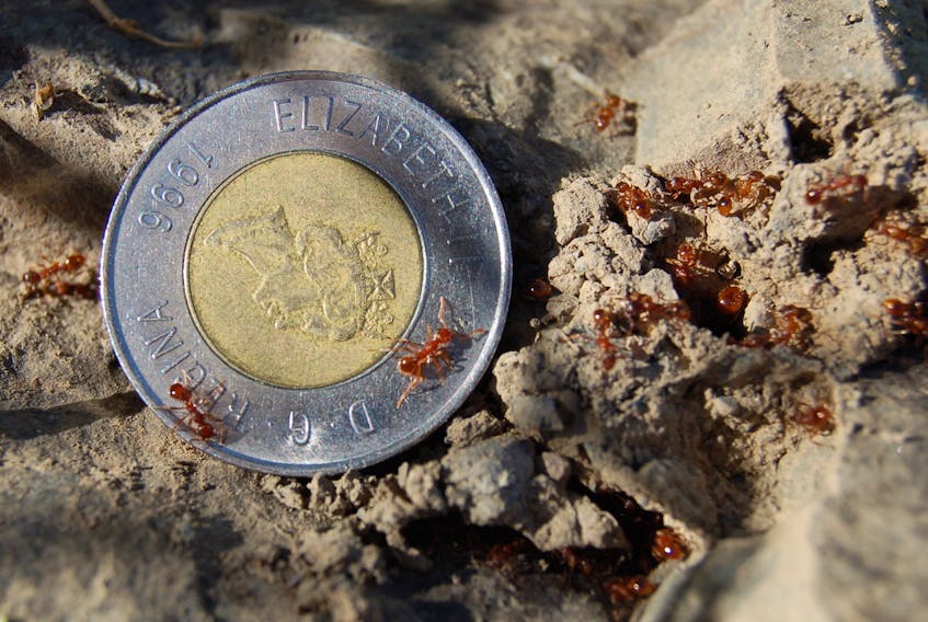 This Canadian two-dollar coin offers perspective as to the size of the invasive European fire ants.