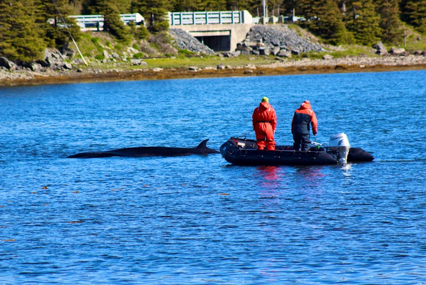 Rescue crews say the whale likely came ashore to die, noting that the animal was in rough shape.