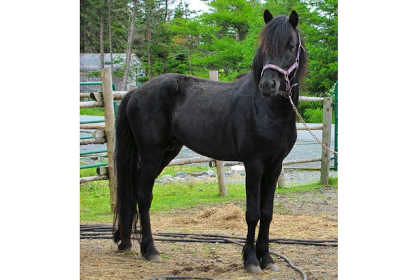 One of the newest animals John Pike houses on his property, Dawson’s Star, a Newfoundland pony.