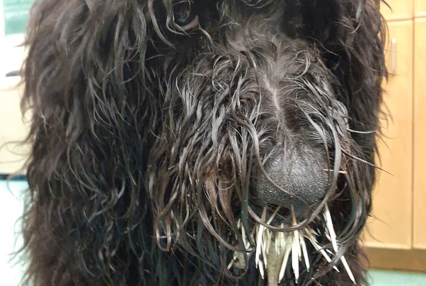 This dog ended up with quills in its face after an encounter with a porcupine.