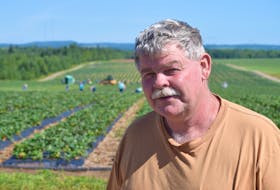Great Village crop farmer Curtis Millen shown with migrants workers harvesting one of his strawberry fields during, sunnier, kinder times.