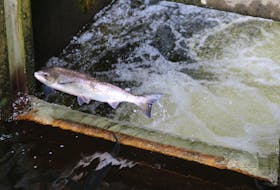 The Department of Fisheries and Oceans has released an interim management approach for Atlantic Salmon in Newfoundland and Labrador.