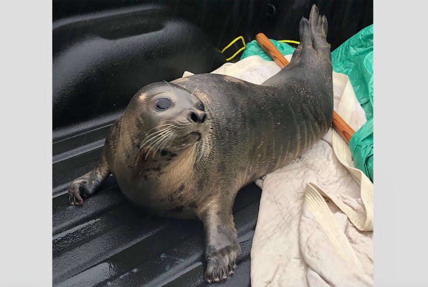 This harp seal made its way to the Burin Peninsula earlier in January and was escorted back to sea by the RCMP and Dept. of Fisheries and Oceans officers.