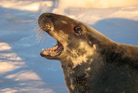 The 400,000 grey seals on the Gulf of St. Lawrence are currently having a negative impact on codfish stocks in the southern part of the gulf.