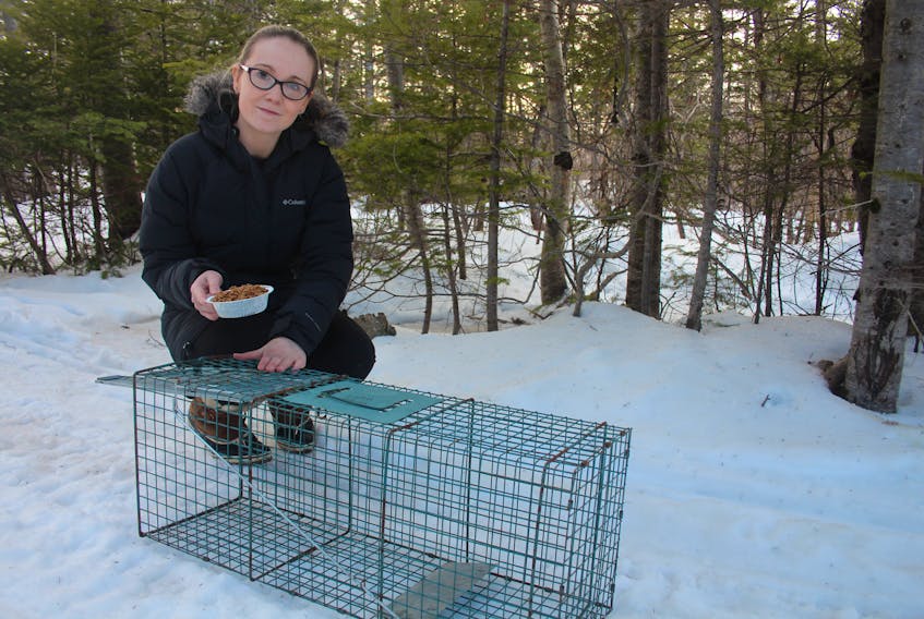In November, Emma Manning started Gander Feral Cat/Kitten Rescue as a means of addressing an increasing feral cat problem in Gander. Since November the group has live captured 11 cats, and is currently working on a humane strategy to help keep the population in check.