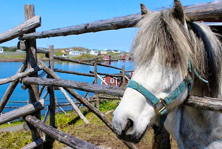 Known for its loyalty, bravery and obedience, the Newfoundland Pony was once a common sight. However, the introduction of heavy equipment machinery made the species obsolete and it nearly went extinct. PHOTO COURTESY OF CAROLYN PARSONS