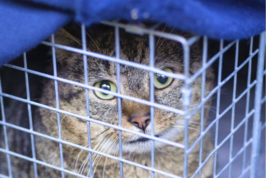 The Town of Gander has turned down a request to amend its no roaming bylaws to accommodate feral cats that have been neutered and returned into a caretaker’s possession. The town stated it would not support a trap-neuter-return pilot project for the town.