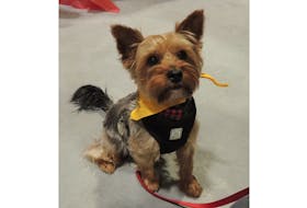 Disaster Animal Response Team of Nova Scotia (DARTNS) attends events to promote their activities and emergency preparedness for pets. At the recent Greyhound Pets of Atlantic Canada (GPAC) Doggy Expo pets were available to model and visit.