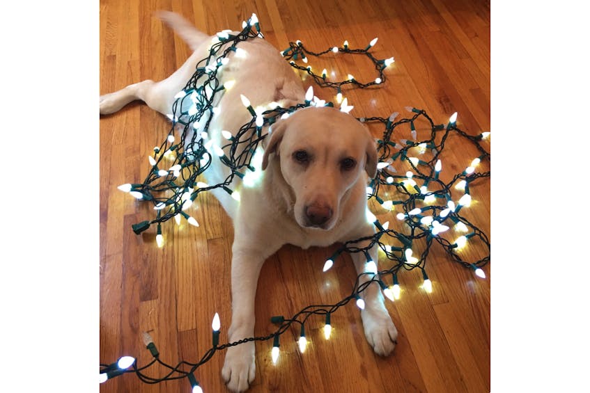 Pictured is one of Tracy Jessiman’s former rescue dogs, Porsche, getting into the Christmas spirit.