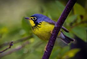 The Canada Warbler is listed as Threatened under the Canada’s Species at Risk Act. Loss of primary forest on the wintering grounds in South America is considered a likely cause of its decline. Photo: Paul B. Jones