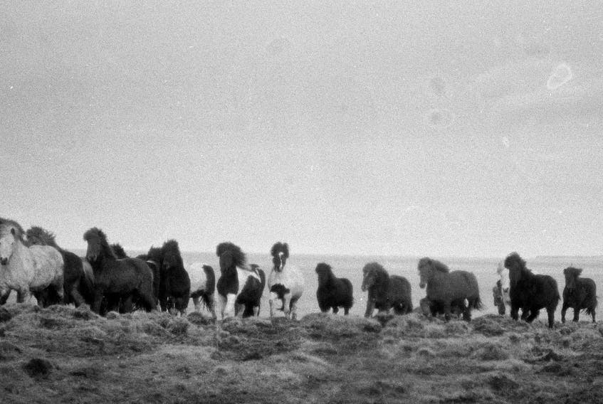 A band of Sable Island horses is shown running in “Geographies of Solitude,” a film by Jacquelyn Mills. This photograph was processed in seaweed. CONTRIBUTED