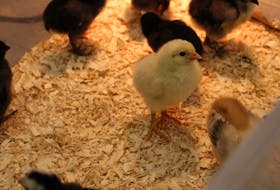 Students in Danielle Leblanc's grade 5-6 class at Digby Elementary School hatched chicks as part of their science curriculum.