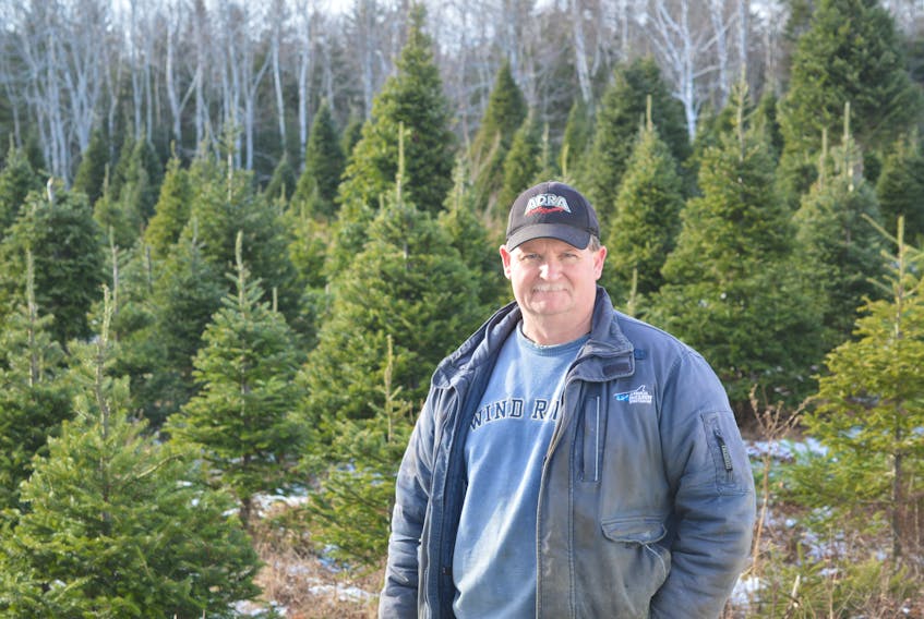 Tom Aucoin, of Aucoin’s Family Tree Farm is seen in front of trees that are ready for next season. Aucoin’s has had a profitable year because of early Christmas Tree shoppers.