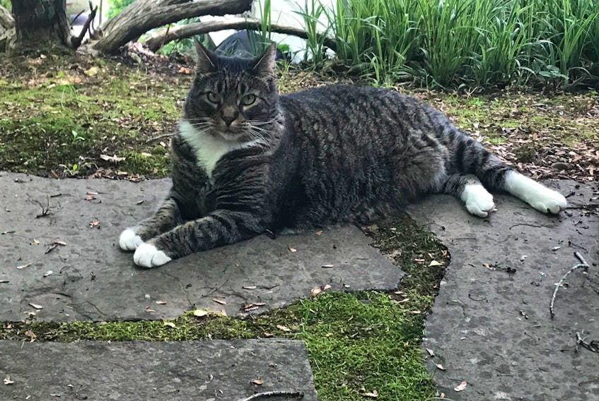 I thought this would be the perfect time for you to me our cat “Dougal Archie.” He was a rescue from North Sydney. He’s a big cat – in many ways and rules the home. At times, he does seem to have a penchant for sorcery…perhaps an “August 17” past did him in.