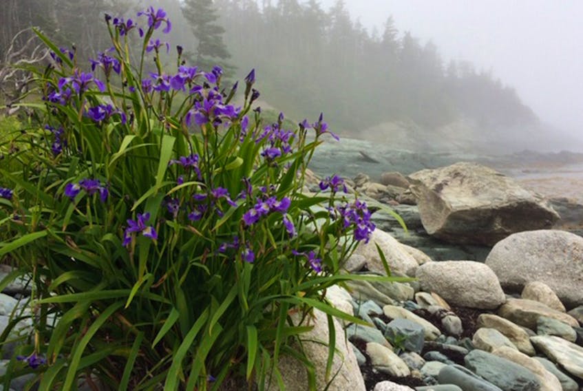 There is some relief out there.

One hot, humid day in Dartmouth, Lorraine Keith and her son decided to go for a hike. They ended up at Taylor Head Provincial Park, along Nova Scotia’s Eastern Shore. There, the coastal fog rolled in to create the perfect backdrop for this magnificent clump of irises and make the temperature comfortable for their hike.