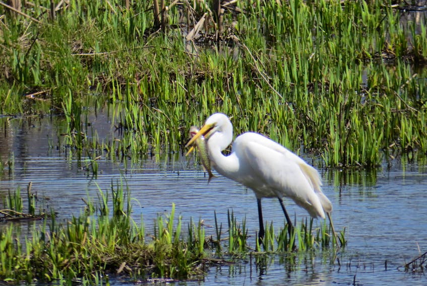 While out for a stroll, Emma Russell came across this visiting while egret who was having lunch at Russell Lake in Dartmouth, N.S.
