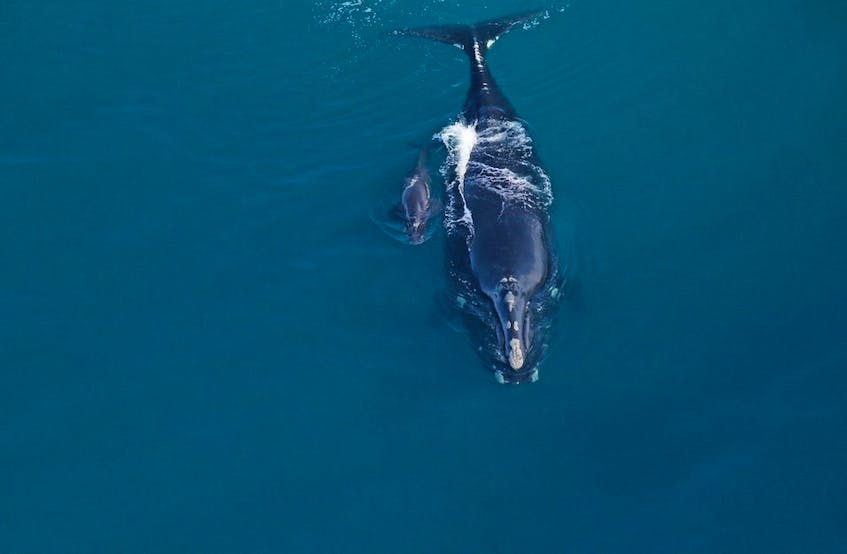 The first North Atlantic right whale baby of the 2019-2020 calving season was spotted off the coast of Georgia this week. 
- Clearwater Marine Aquarium under NOAA permit # 20556-01