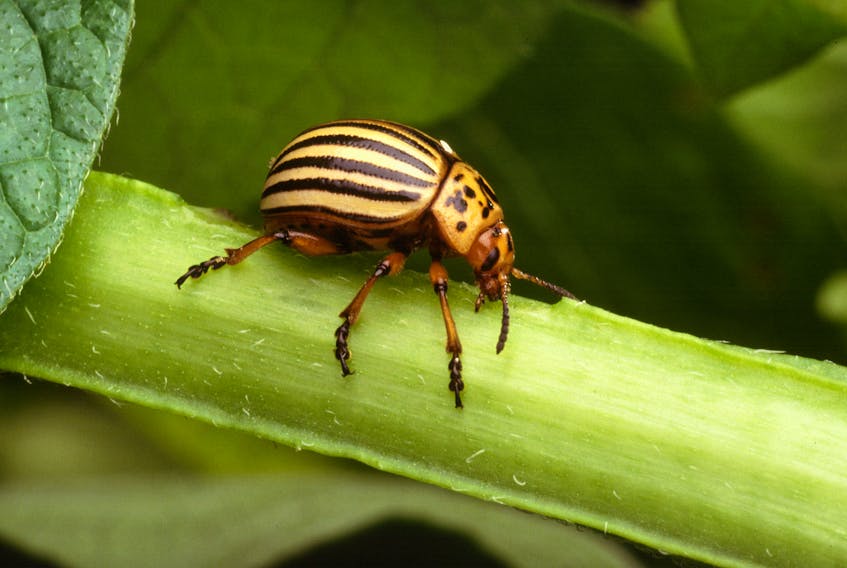 The Colorado potato beetle.