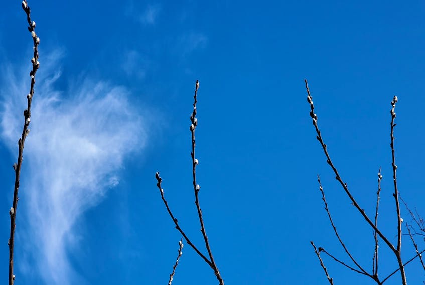By most accounts, Ash Wednesday was a fair and almost windless day across the region.  That’s when Shelley Jones spotted these pussy willows near Salisbury New Brunswick. She photographed this sure sign of spring against a lovely blue sky; the heart-shaped cloud was a lovely bonus!