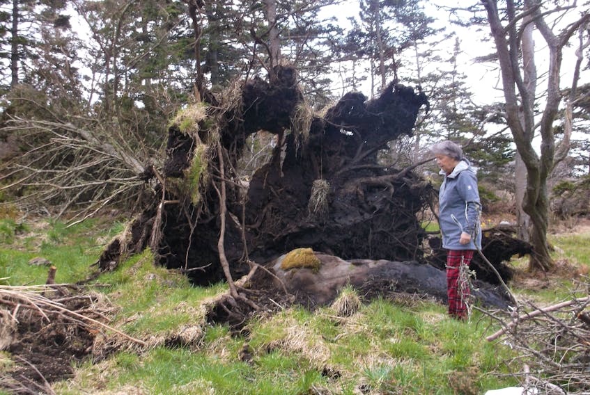 On May 9th, wind gusts reached 100 km/h in Overton Nova Scotia.  The Halls were out the day after to investigate the damage done by the powerful spring storm.