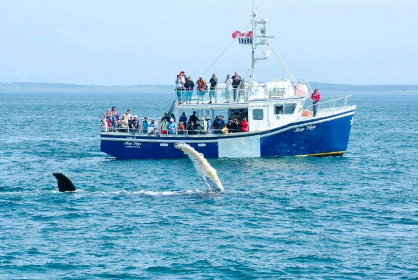 Lots of thrilled onlookers aboard the Mega Nova.  Shelley Lonergan loves watching whales and watching everyone’s faces when they see their first whale. She says it’s priceless.