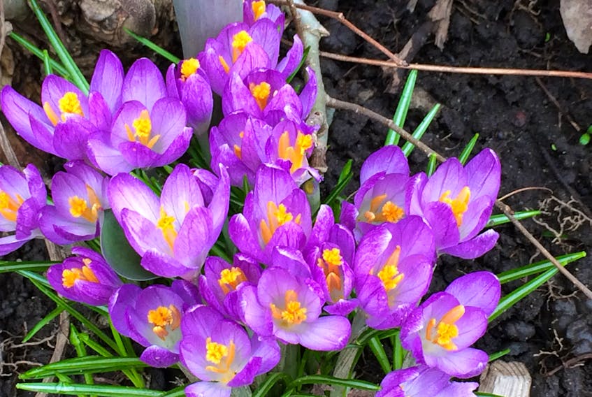 Crocuses are among the first signs of spring in my garden. Did you know that the spice saffron is obtained from the stigmas of Crocus sativus, an autumn-blooming species?