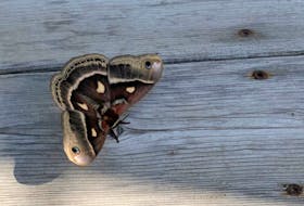 Another sighting, this one in Nova Scotia. Irma MacDonald came across this beautiful moth last Friday, in Eastern Passage, N.S. According to the owner, it was there when she arrived to open the shop at 8 a.m.; it was still there when Irma left at 9:30.