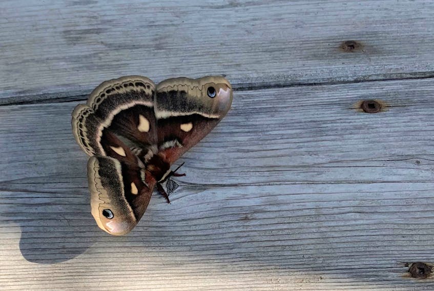 Another sighting, this one in Nova Scotia. Irma MacDonald came across this beautiful moth last Friday, in Eastern Passage, N.S. According to the owner, it was there when she arrived to open the shop at 8 a.m.; it was still there when Irma left at 9:30.
