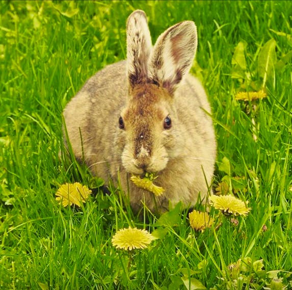 I know lots of people who love to eat young dandelion greens.  It looks like Kim Hill Chornaby found a dandelion eating rabbit on her property in Geary, New Brunswick.  Maybe I should get a rabbit!