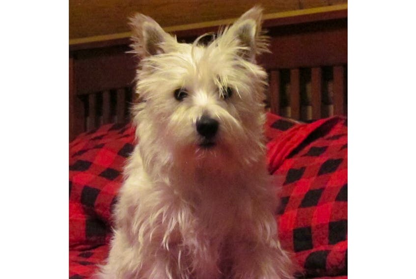 Bridgette, a three-year-old West Highland terrier, was killed in an attack by two coyotes on Dec. 23 outside her home in Cambridge.