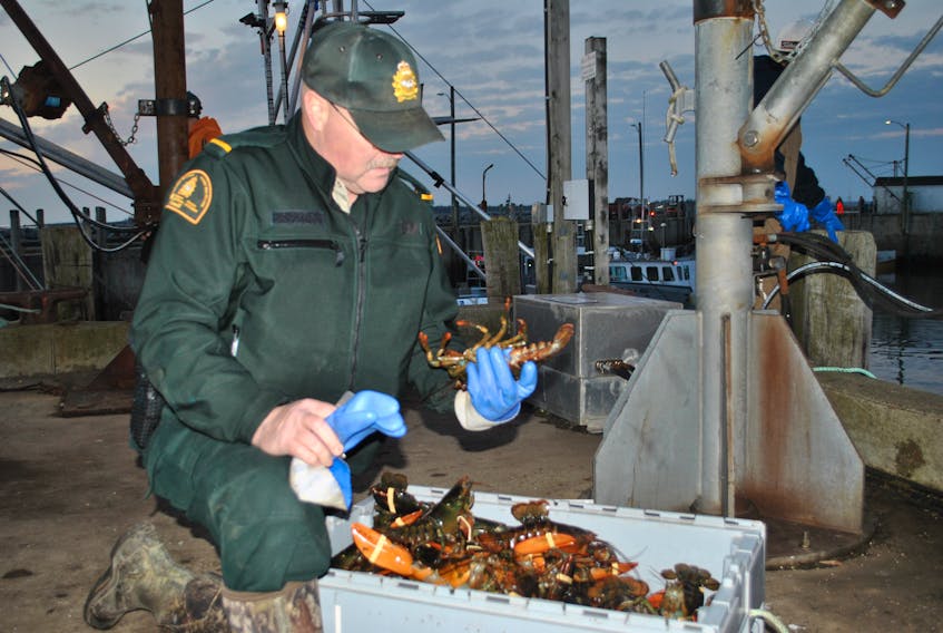 A federal fisheries officer checks a crate of lobster at the start of the 2019/20 commercial fishery season in southwestern Nova Scotia.